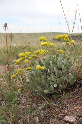 Eriogonum arcuatum var. arcuatum