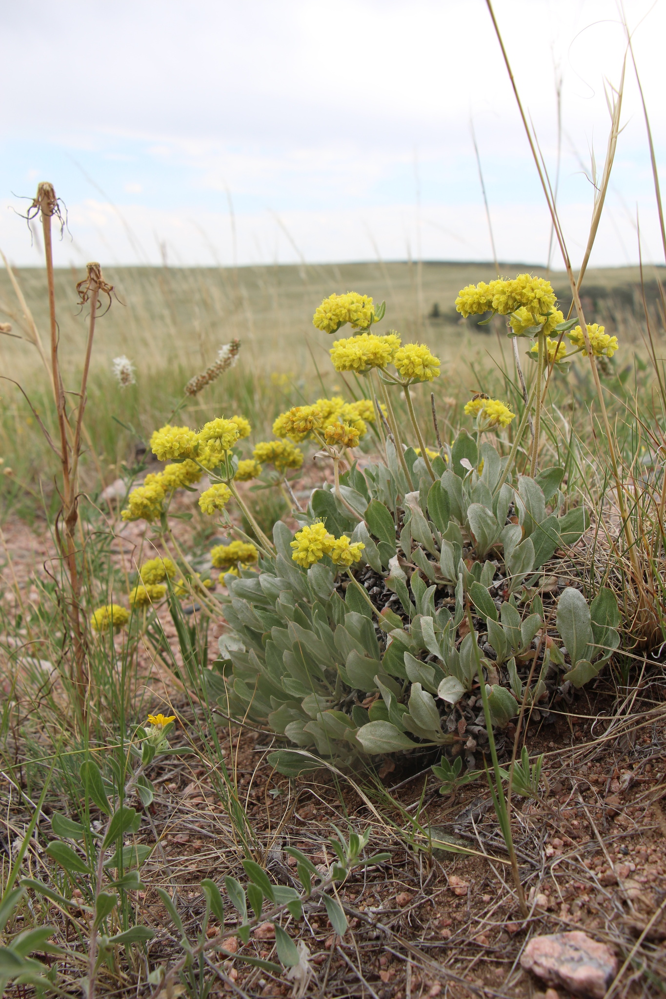 Eriogonum arcuatum var. arcuatum