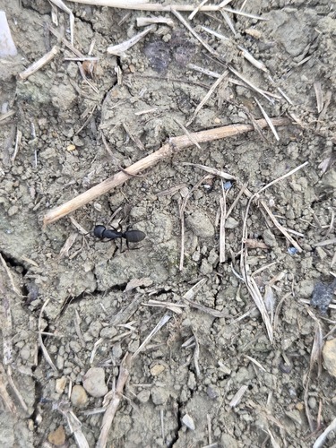 Japanese Carpenter Ant