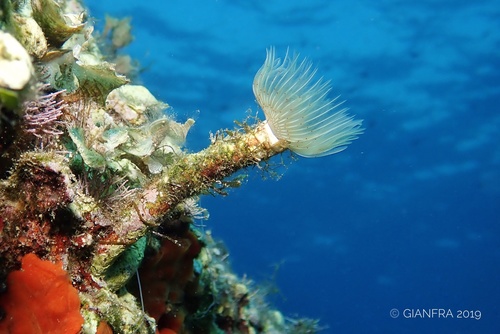 Red-spotted Horseshoe, Golfo di Taranto, Puglia, IT, photo 7 of 10