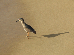 Nycticorax nycticorax