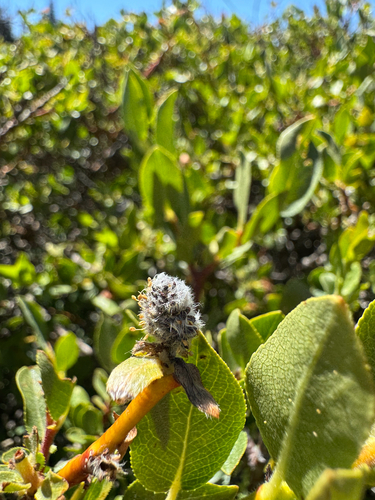 Arizona Willow (Salix arizonica)
