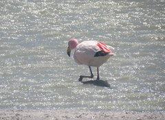 Phoenicoparrus jamesi