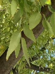 Zelkova
