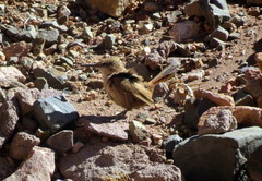 Ochetorhynchus ruficaudus