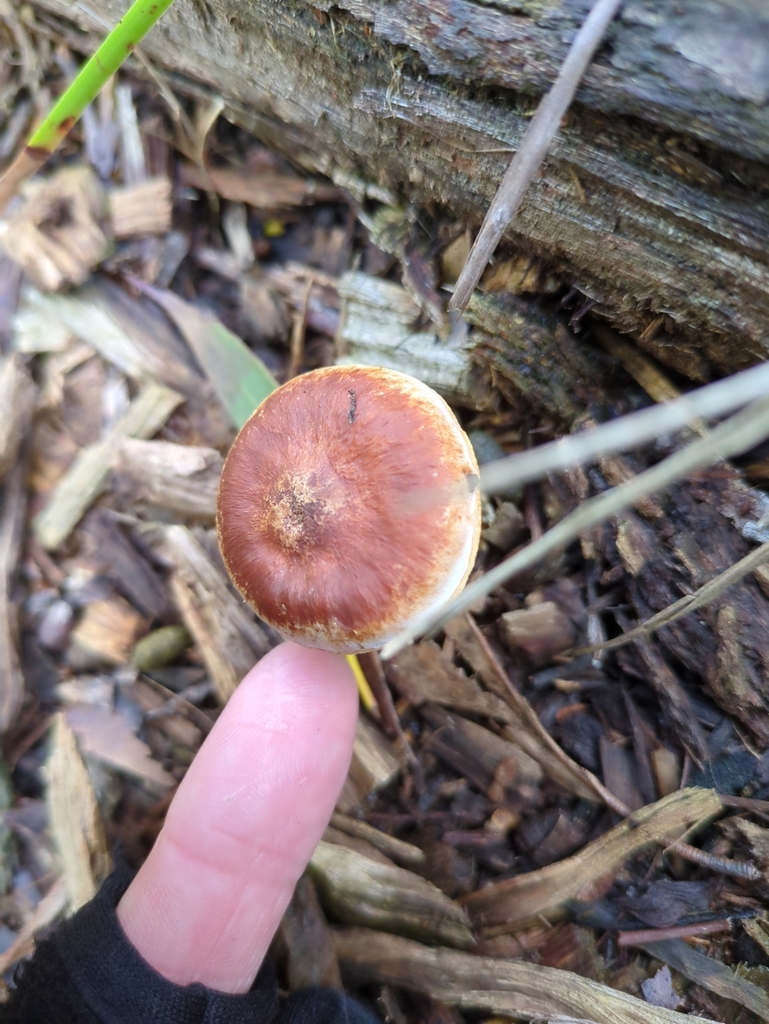 Gymnopilus allantopus · July 2025 · photo: © bbdown (iNaturalist, cc0)