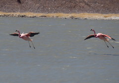 Phoenicoparrus andinus