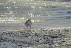 Charadrius alticola