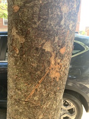 Zelkova