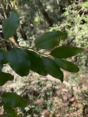 Pterocelastrus echinatus