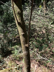 Pterocelastrus echinatus