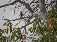 Turdoides hartlaubii