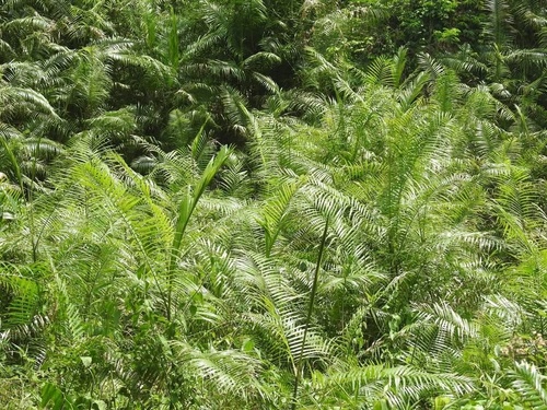 Calamus floribundus