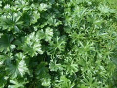 Sidalcea hendersonii