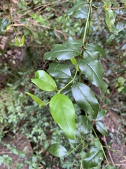 Cassinopsis ilicifolia