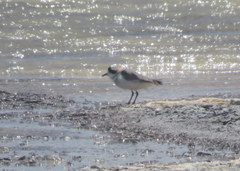 Charadrius alticola