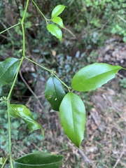 Cassinopsis ilicifolia