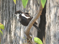 Myrmecocichla arnotti