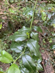 Cassinopsis ilicifolia