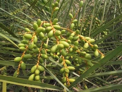 mangrove date palm
