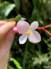 Begonia decandra