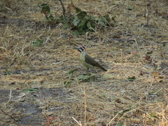 Campethera bennettii