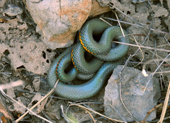 Diadophis punctatus regalis