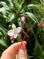 Begonia decandra
