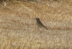 Muscisaxicola frontalis