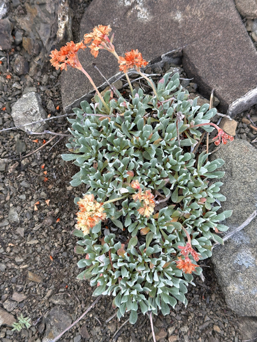Rock-jasmine Buckwheat (Eriogonum androsaceum)