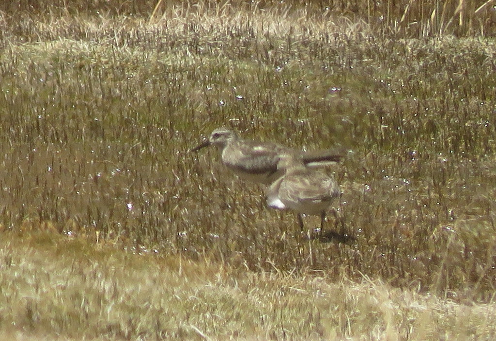Baird's Sandpiper