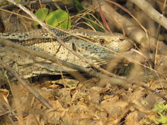 Varanus albigularis