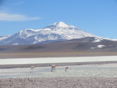 Phoenicoparrus jamesi