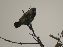 Poicephalus meyeri damarensis