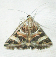 Cerocala vermiculosa