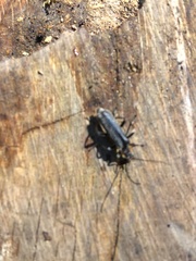 Cantharis obscura