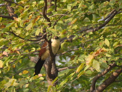Centropus cupreicaudus