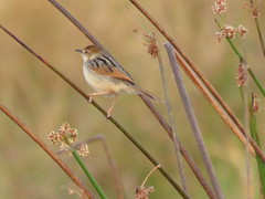 Cisticola luapula