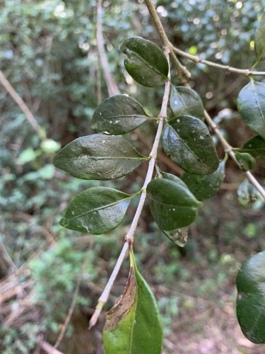 Kidney-Fruited Canthim (Canthium kuntzeanum)