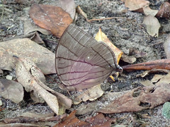 Amathuxidia amythaon