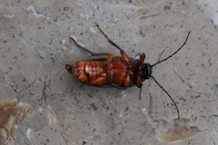 Cebrio