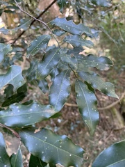 Cryptocarya transvaalensis