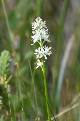 Triantha glutinosa