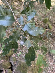 Cryptocarya transvaalensis