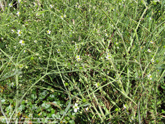 Ranunculus apiifolius