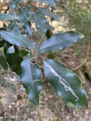 Cryptocarya transvaalensis