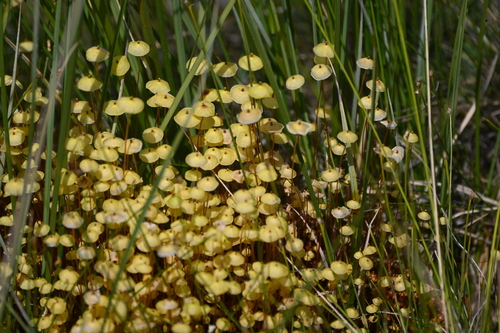 Yellow Moosedung Moss (Splachnum luteum)