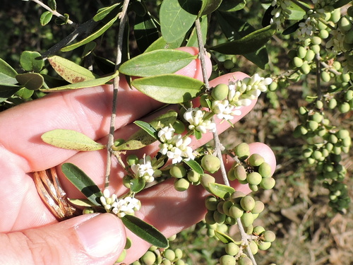 Waxyleaf privet (Ligustrum quihoui)