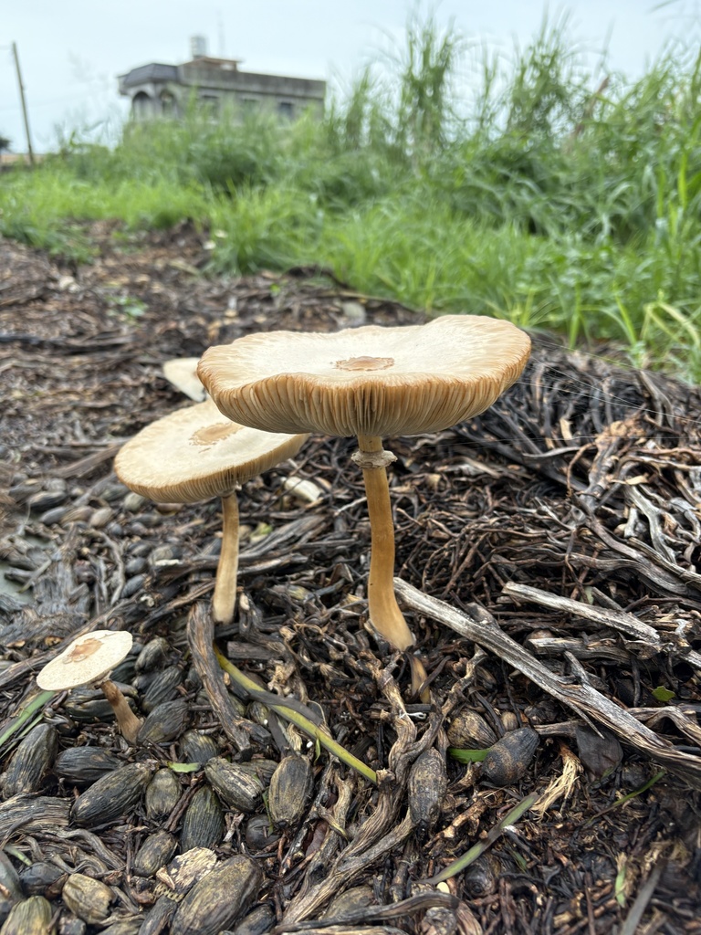 Chlorophyllum molybdites · July 2025 · photo: © joycjy (iNaturalist, CC)