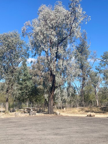 Eucalyptus caleyi observed 2025-07-20